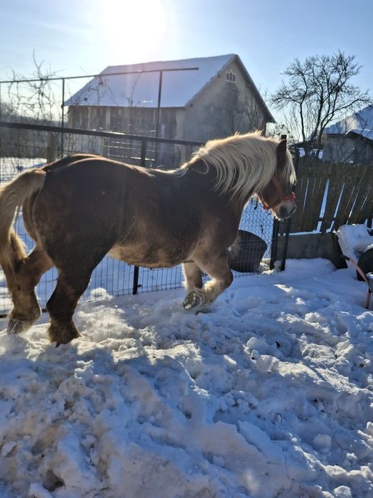 Vand iapa grea  gestanta