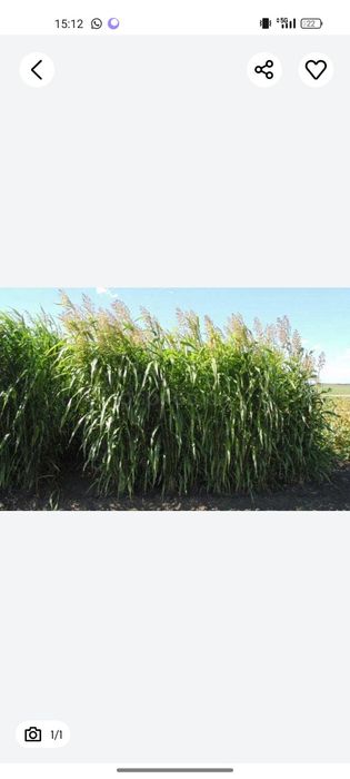 Суданка житняк эспарцет люцерна доник арпа бидай