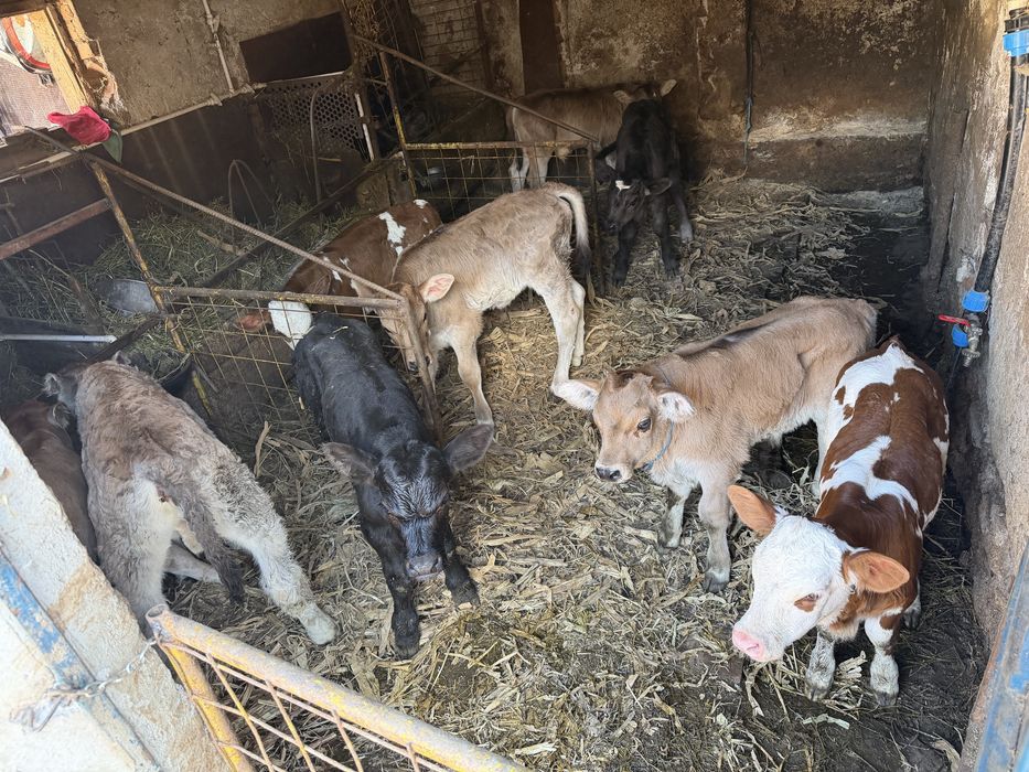 Vitei tauri si vitele sugati si inatarcati de rasa