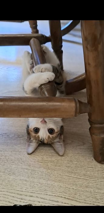Смешная котенок девочка трехцветочка в добрые руки!