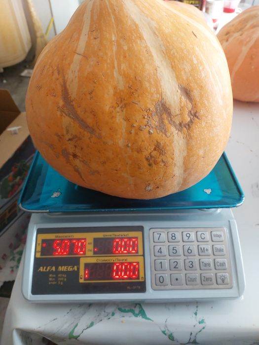 Тыква домашняя продам