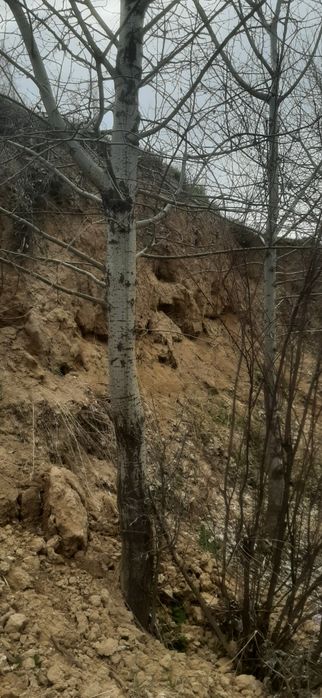 Ko‘k terak Baquvvat Samarqand