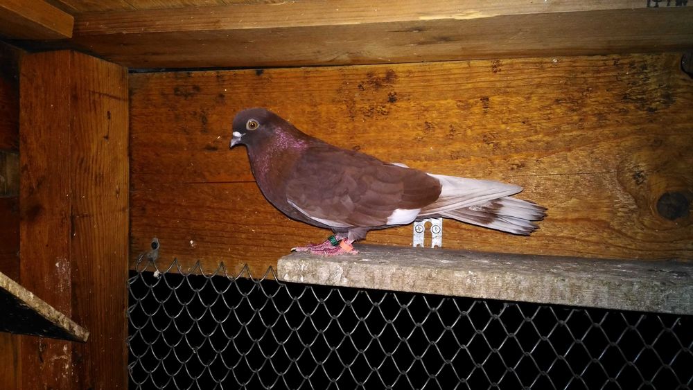 Porumbei jucatori galateni si visinii cu chenare