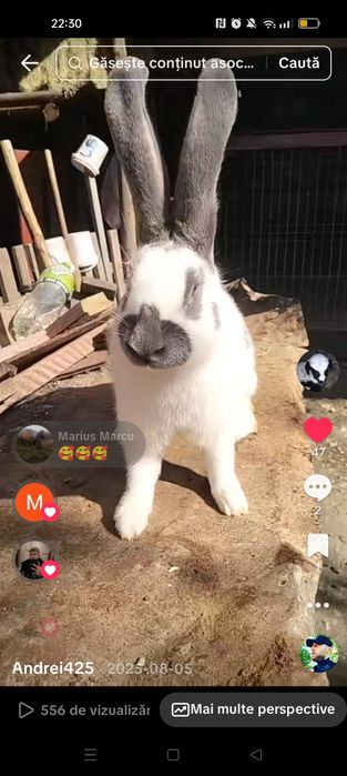 Iepuroi disponibil pt monte