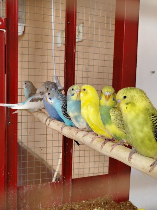 Попугай волнистый клетка корм