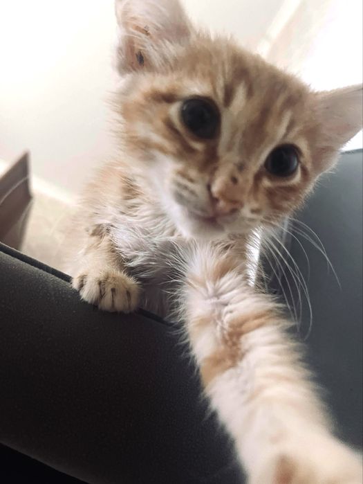 Котёнок 2 месяца мальчик