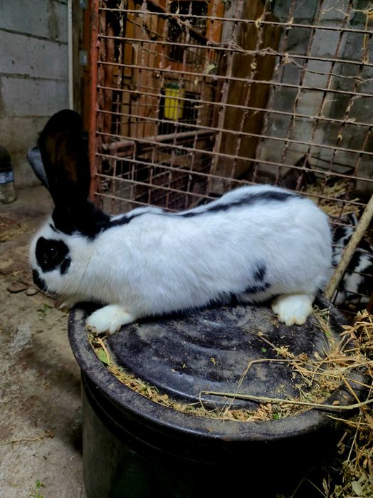 Зайци за разплод и клане