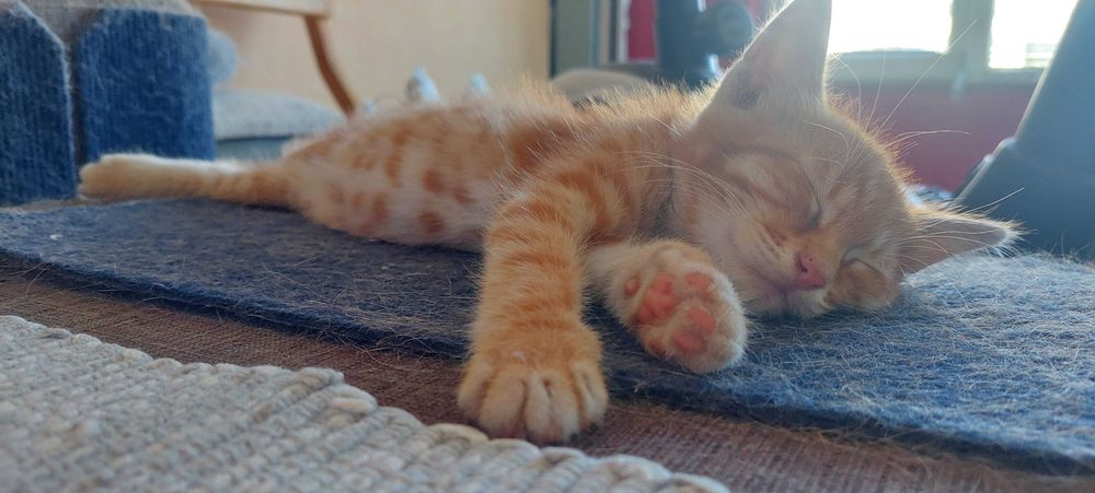 Подарявам мъжко котенце