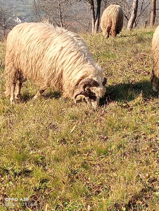 Vând un berbec brez