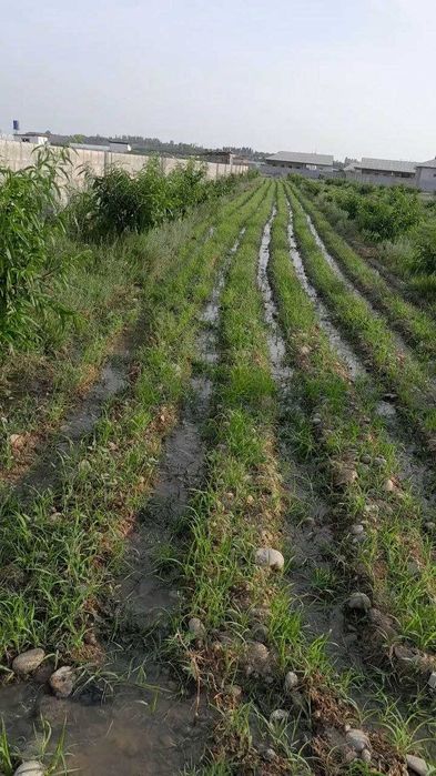 Srochna 14soth yer sotiladi!