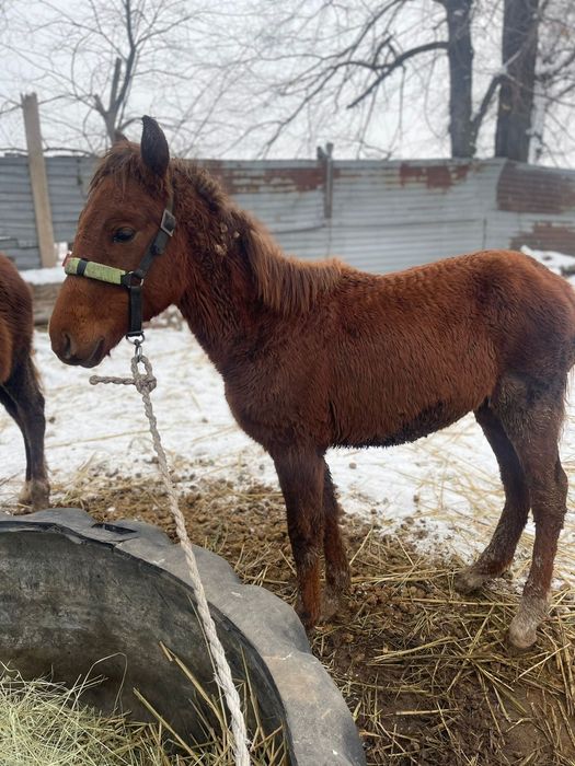 Жабагы тай сатылады
