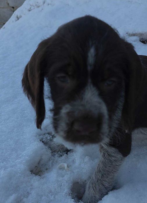 Щенки Дратхаара ищут любящую семью