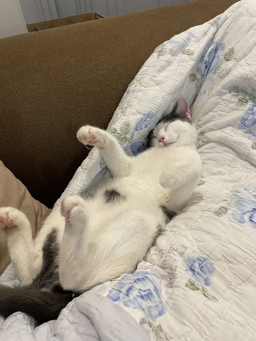 Дом для кота Гэндальфа