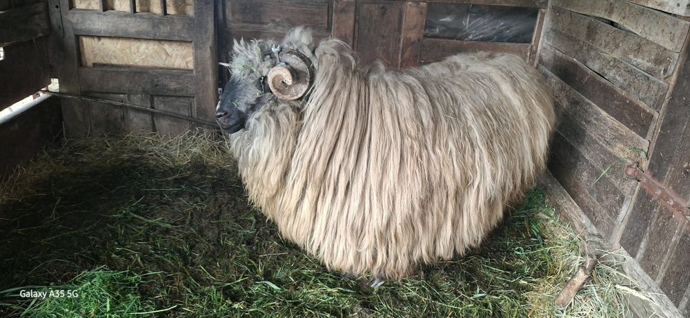 Berbec de vazare, vârsta 3 ani