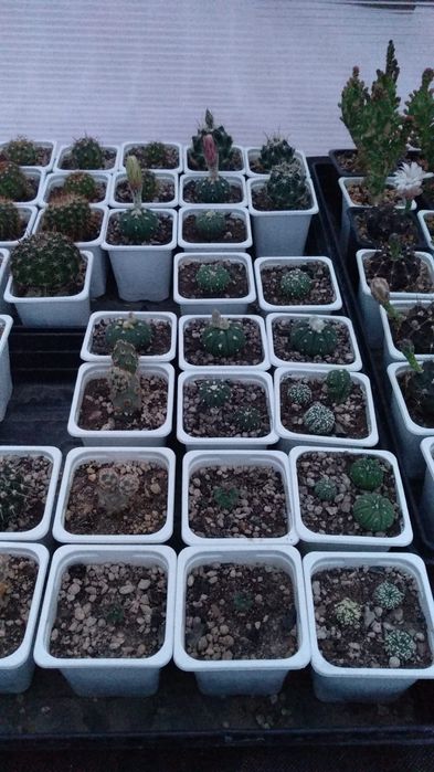 Продам кактусы разные