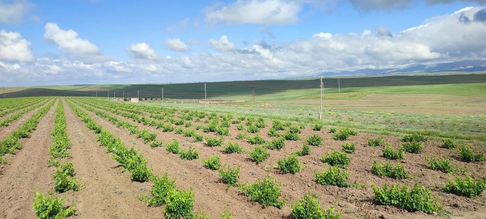 5 yillik tokzorlarimiz srochna sotiladi hosilga kirgan qora uzum