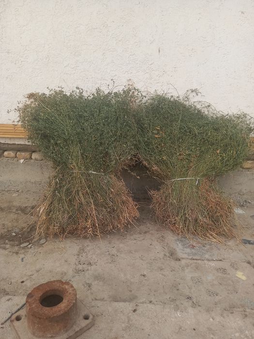 Beda bog' ARZON sotiladi