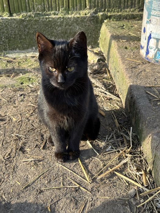 Pisicute spre adoptie