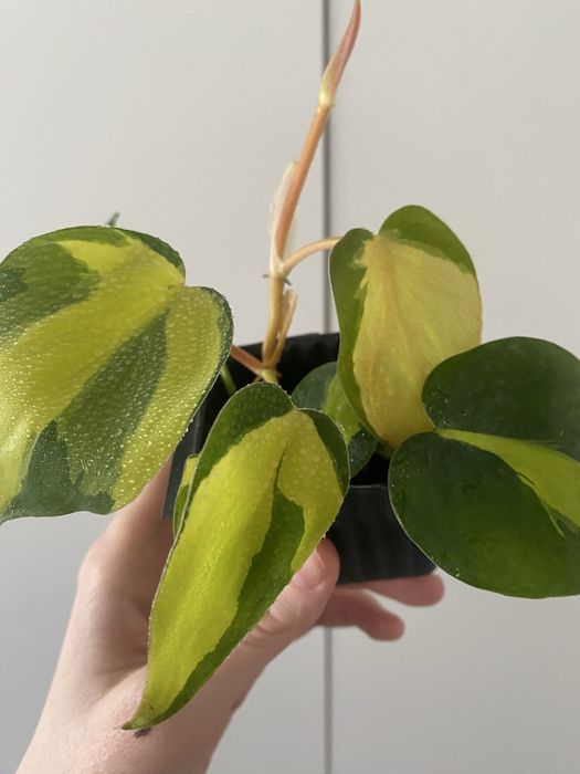 Бразил биазил лиана