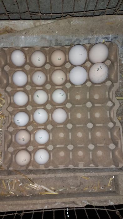 Yapon tovuq tuxumlari bor zakazga  yigib beraman