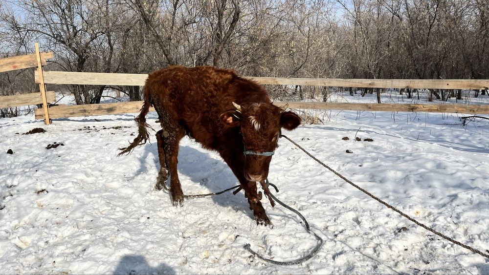 Соғымға тайынша сатылады