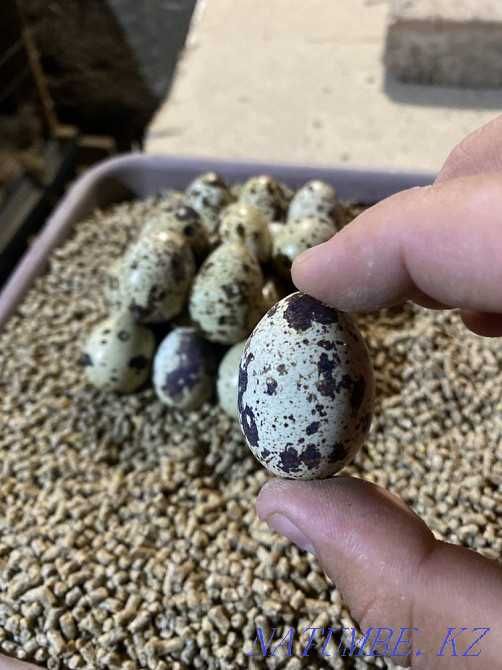 Бодене жумырткалары