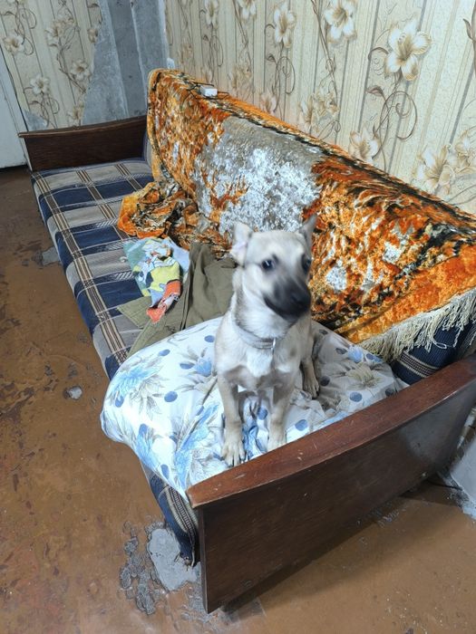 Щенок 6 месяцов ,