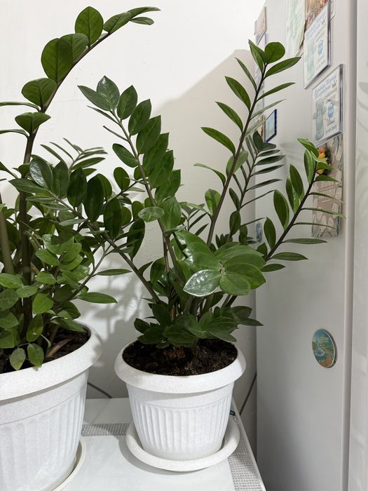 Продам комн.цветы