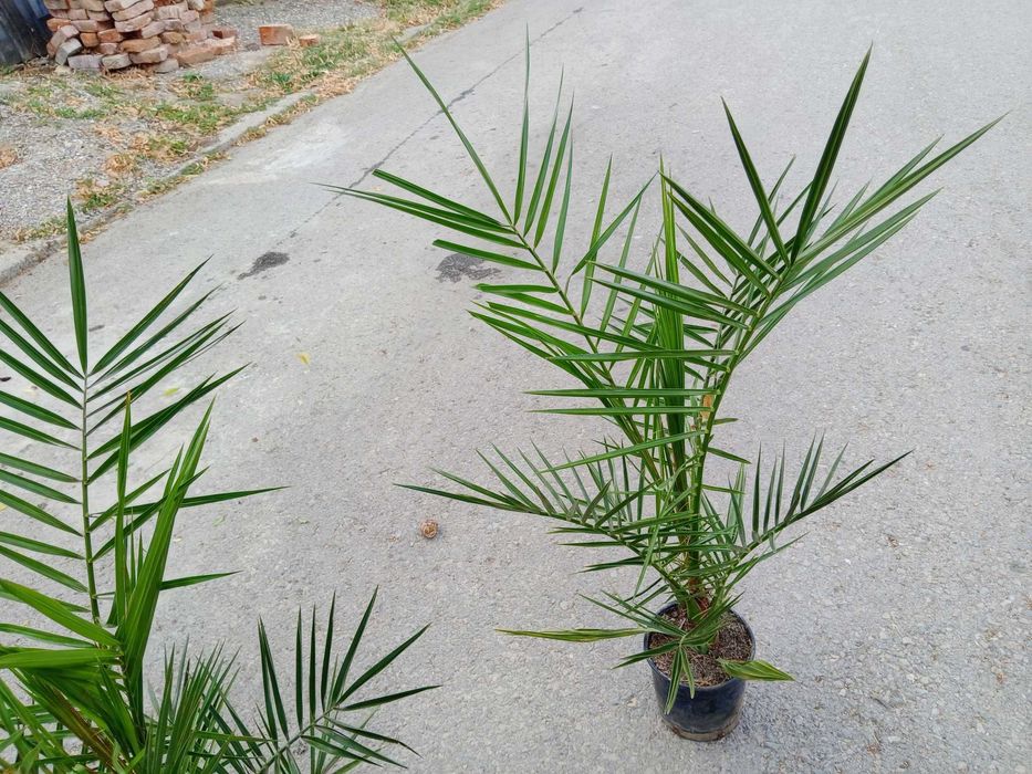 Палма - финикова 
Студоустойчивост до -10