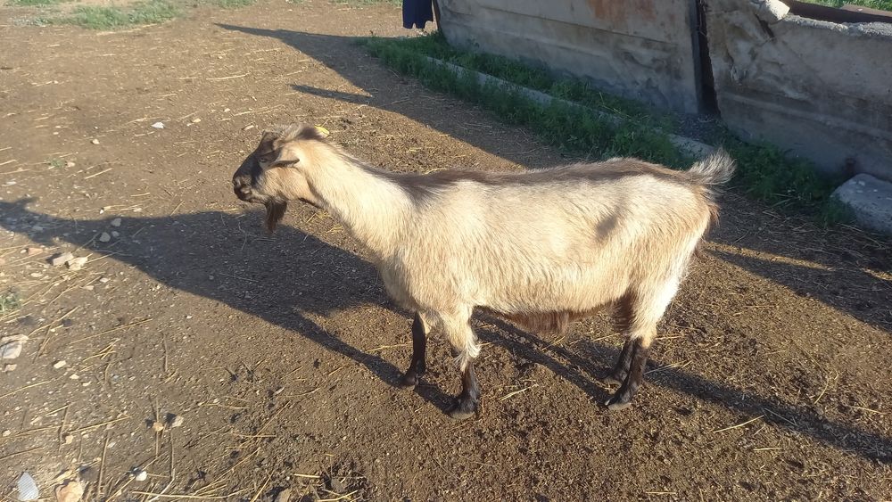 Коза Альпийской Породы