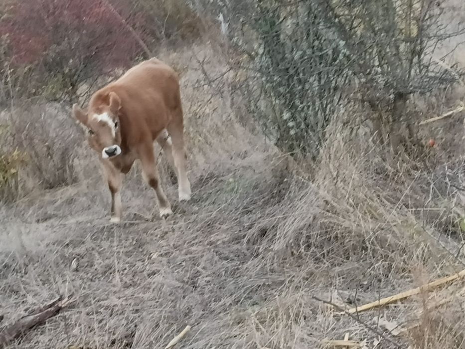 Două vitele si un vițel de vânzare