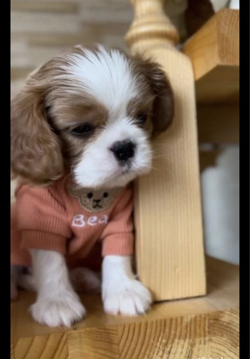 Кавалер Кинг Чарлз