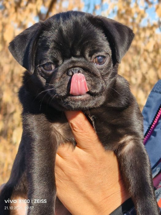 Очаровательные щенки мопса.