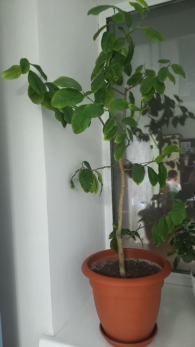 Фикус және Лимон гүлі сатылады.