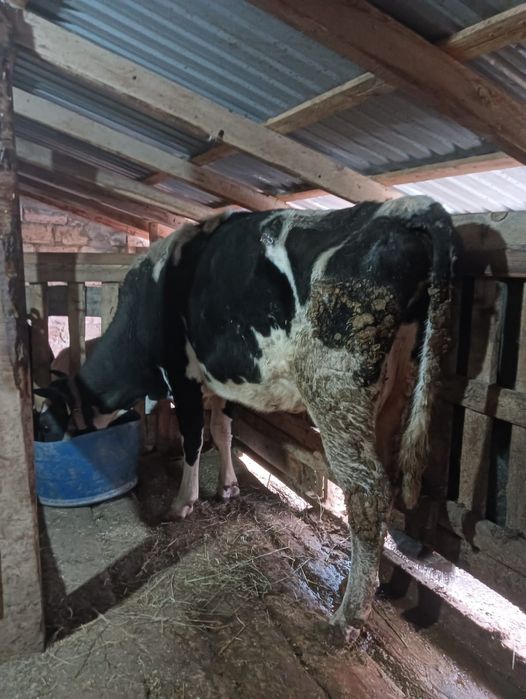 Сауын сиыр чёрнопёстрый