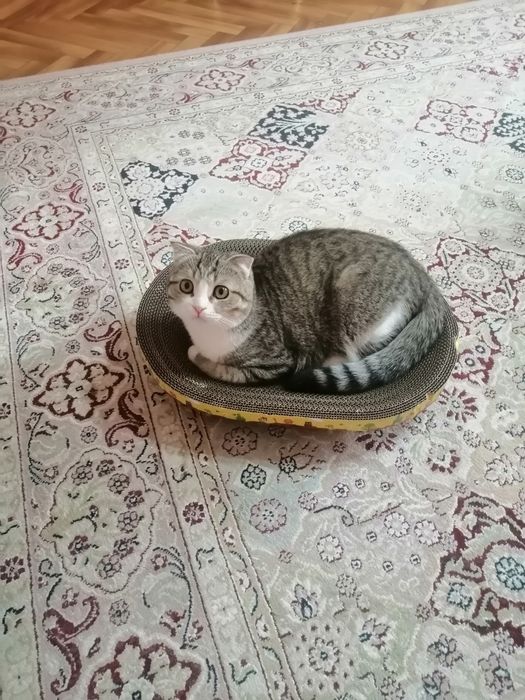 Отдам кота в добрые руки