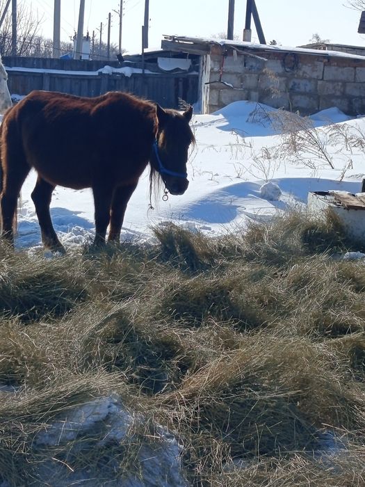Продам лошадей...