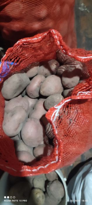 Картофель домашний