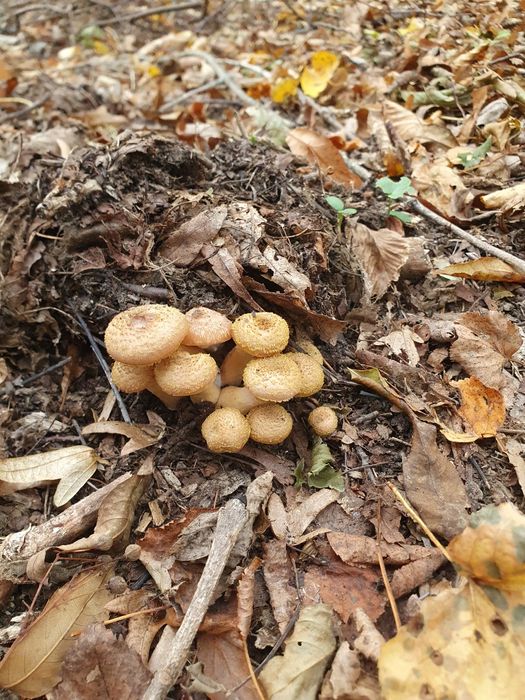 Ghebe mici în oțet