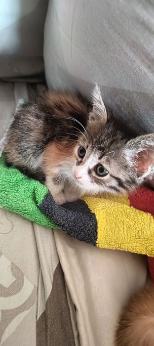 Отдам котят даром