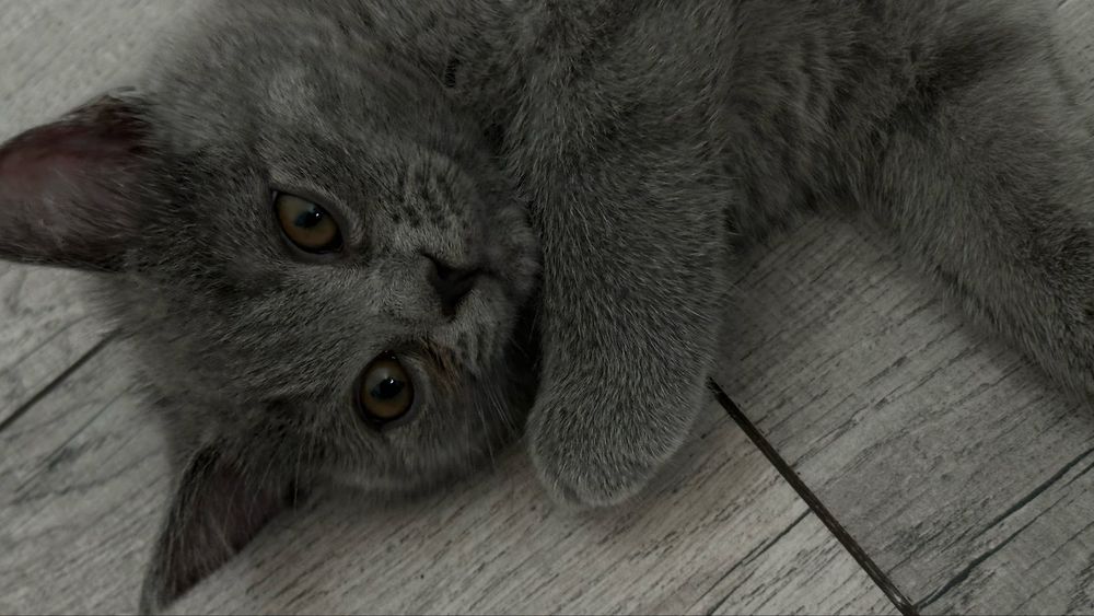 Котенок британец