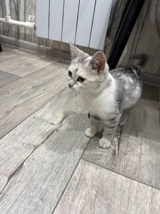 Отдам в добрые руки