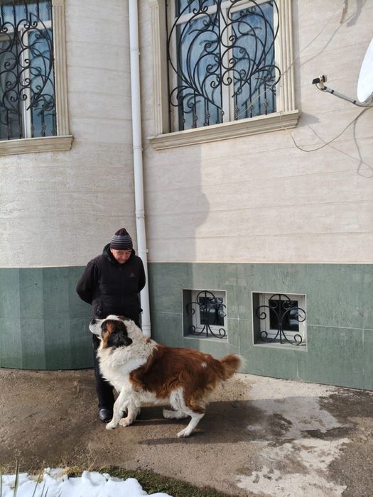 Продается московская старажевая