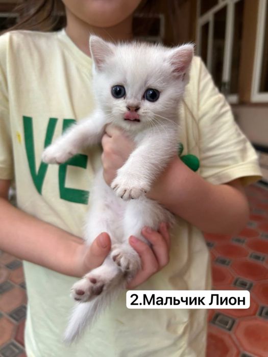 Продаются британские чистокровные котята