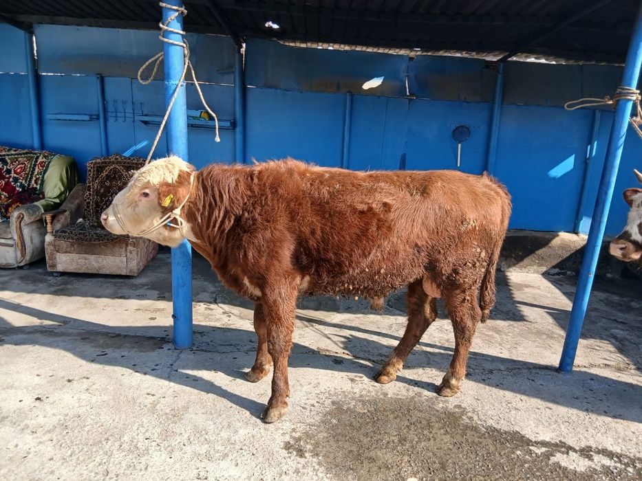 Продам двух бычков породистых!