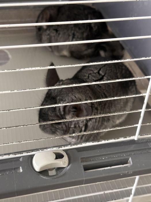 Продам шиншилл мальчика и девочку ( 1,5 года)