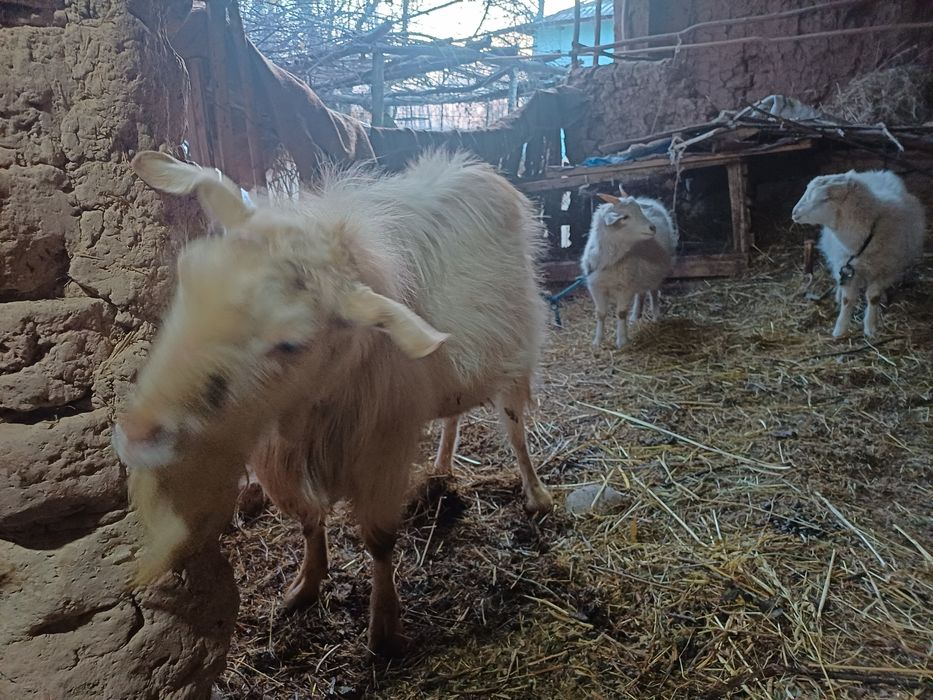 Така 4 йош 56 кг живой вес