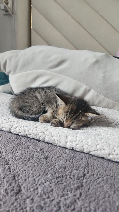 Котёнок девочка в добрые руки