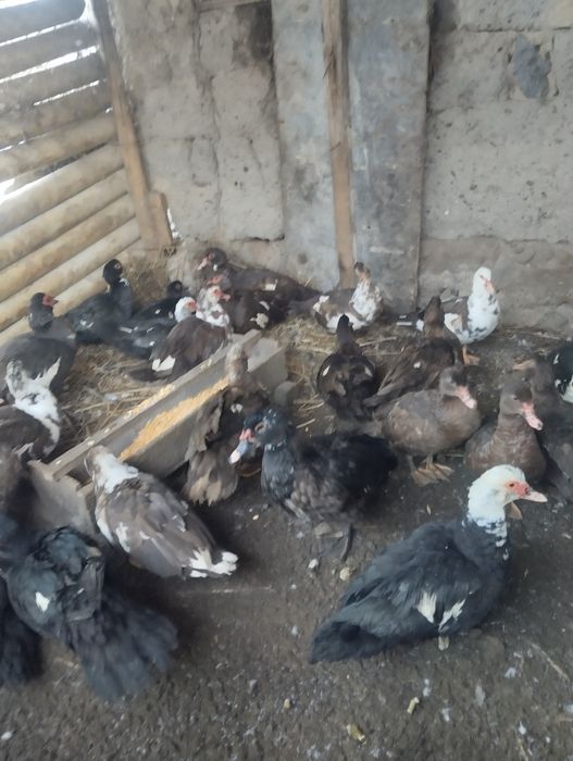 Утки Индаутки Продаются