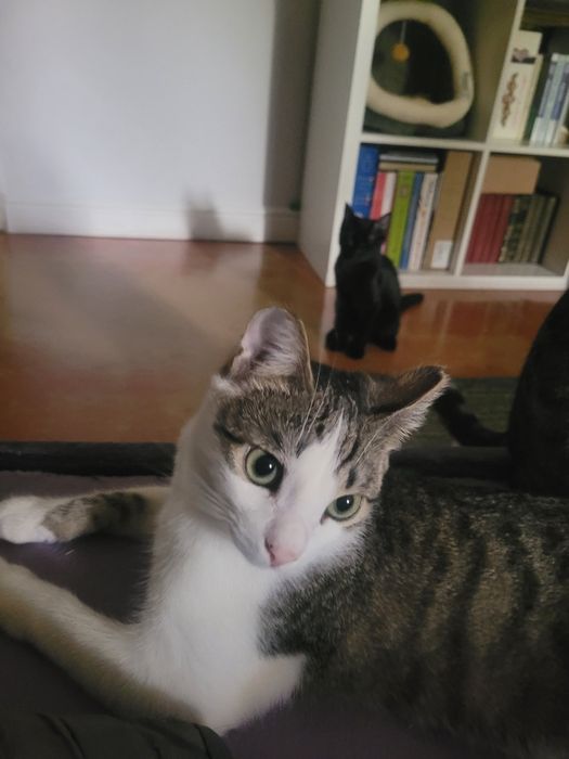 Кошки  и  коты..